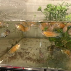 ファイヤーアイスパラダイスフィッシュ　幼魚5匹の画像