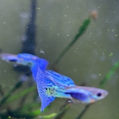 【熱帯魚】国産ブルーグラスグッピー　ペアの画像