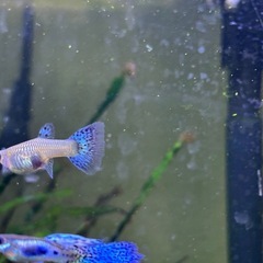 【熱帯魚】国産ブルーグラスグッピー　ペアの画像