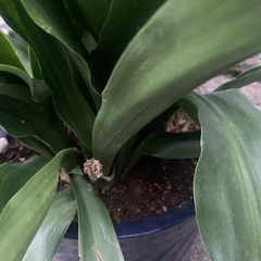 オモト　陶器鉢植え　万年青　　実付きの画像