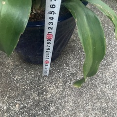 オモト　陶器鉢植え　万年青　　実付きの画像