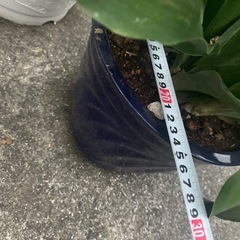 オモト　陶器鉢植え　万年青　　実付きの画像