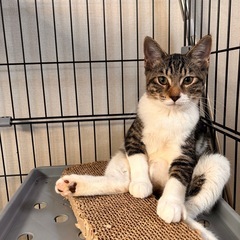 大地君の里親募集