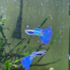 【熱帯魚】国産ブルーグラスグッピー　ワンペアの画像
