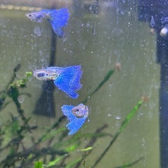 【熱帯魚】国産ブルーグラスグッピー　ワンペアの画像