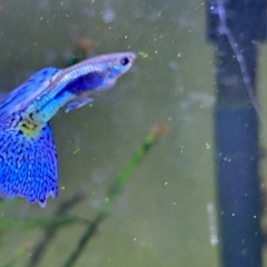 【熱帯魚】国産ブルーグラスグッピー　ワンペアの画像