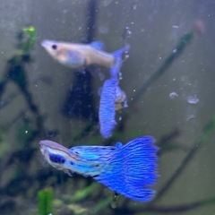 【熱帯魚］国産ブルーグラスグッピー　ワンペアの画像