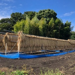 わら　10束の画像