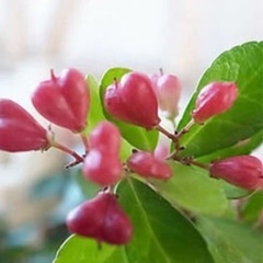 ハートツリー　ハリツルマサキ属　ハートの実がなる木の画像