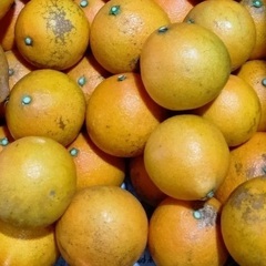 愛媛紅まどんな　みかん　1キロの画像