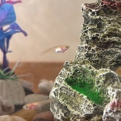 ヒメダカ⭐︎幼魚3〜5匹の画像