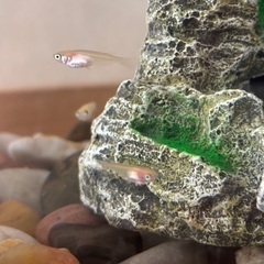 ヒメダカ⭐︎幼魚3〜5匹の画像