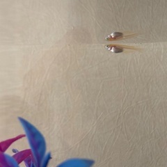 ヒメダカ⭐︎幼魚3〜5匹の画像