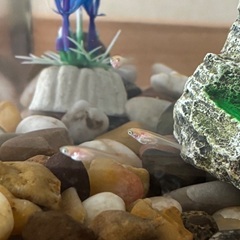 ヒメダカ⭐︎幼魚3〜5匹の画像