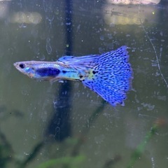 【国産】ブルーグラスグッピー　ワンペアの画像