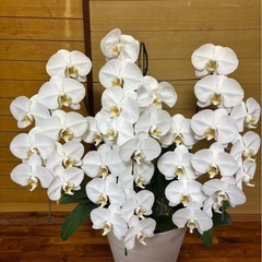 胡蝶蘭(ホワイト)お取引中の画像