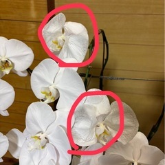 胡蝶蘭(ホワイト)お取引中の画像
