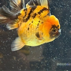 【極上四つ尾】ローズテールオランダ1の画像