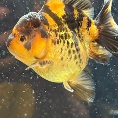 【極上四つ尾】ローズテールオランダ1の画像