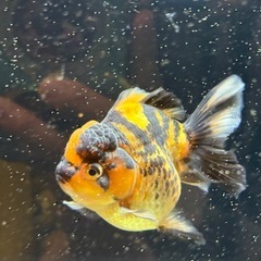 【極上四つ尾】ローズテールオランダ1の画像