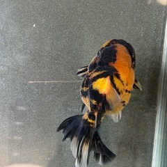 【極上四つ尾】ローズテールオランダ1の画像