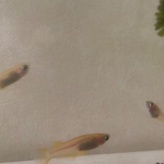 ヒメダカ　成魚⭐︎2〜3匹の画像