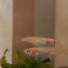 ヒメダカ　成魚⭐︎2〜3匹の画像
