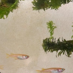 ヒメダカ　成魚⭐︎2〜3匹の画像