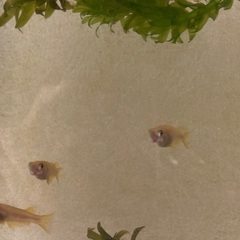ヒメダカ　成魚⭐︎2〜3匹の画像