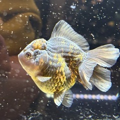 【極上四つ尾】ローズテールオランダ2の画像