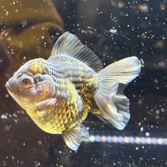 【極上四つ尾】ローズテールオランダ2の画像