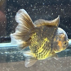 【極上四つ尾】ローズテールオランダ2の画像