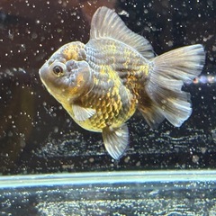 【極上四つ尾】ローズテールオランダ2の画像