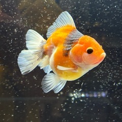 【極上四つ尾】ローズテールオランダ3の画像