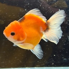 【極上四つ尾】ローズテールオランダ3の画像