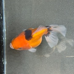 【極上四つ尾】ローズテールオランダ3の画像