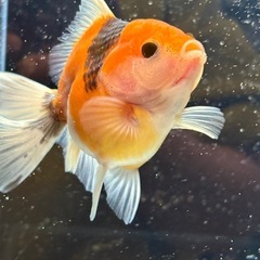 【極上四つ尾】ローズテールオランダ3の画像