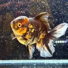 ★決まりました★【極上四つ尾】ローズテールオランダ4の画像