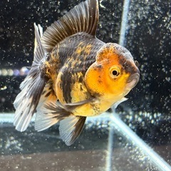 ★決まりました★【極上四つ尾】ローズテールオランダ4の画像