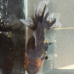 ★決まりました★【極上四つ尾】ローズテールオランダ4の画像