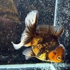 ★決まりました★【極上四つ尾】ローズテールオランダ4の画像