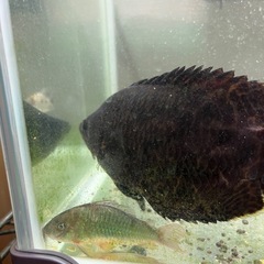 熱帯魚　コリドラス 3匹セット500円の画像