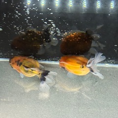 【2匹セット】ショートテールオランダの画像