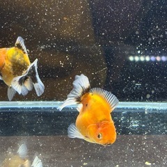 【2匹セット】ショートテールオランダの画像