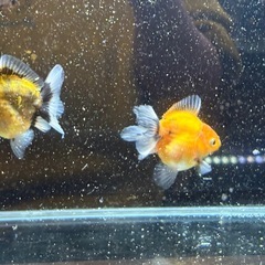 【2匹セット】ショートテールオランダの画像