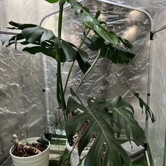 観葉植物　モンステラの画像