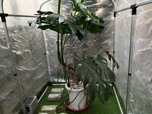 観葉植物　モンステラ