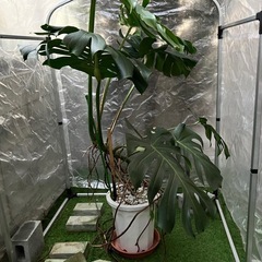 観葉植物　モンステラの画像