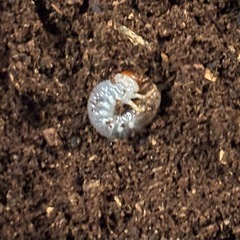 美形ヘラクレスオオカブト 幼虫 5頭以上で🉐の画像