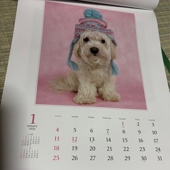 🐶  2026 アニマルカレンダー  🐶の画像